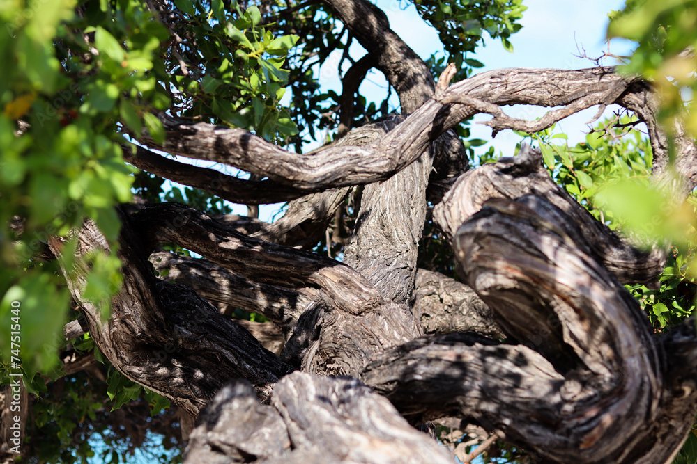 Detail of the winding trunk of the Aruban Fofoti tree at Eagle Beach. Detail of the winding trunk of the Aruban Fofoti tree at Eagle Beach.
