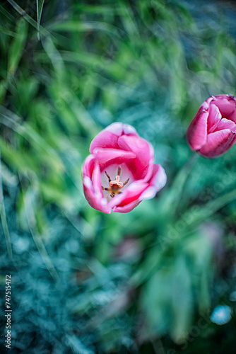 Wallpaper Mural  garden Torontodigital.ca