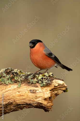 Eurasian bullfinch male in a Eurosiberian oak and beech forest with the last light of the afternoon photo