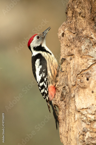 Middle spotted woodpecker on the trunk of a beech tree in a Euro-Siberian forest at first light on a winter day