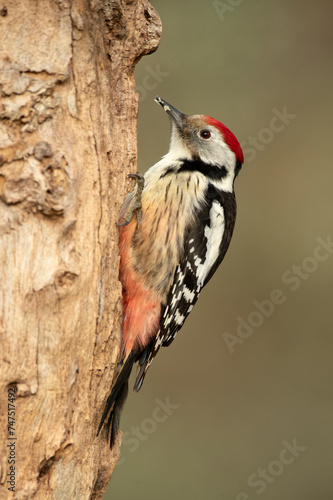 Middle spotted woodpecker on the trunk of a beech tree in a Euro-Siberian forest at first light on a winter day