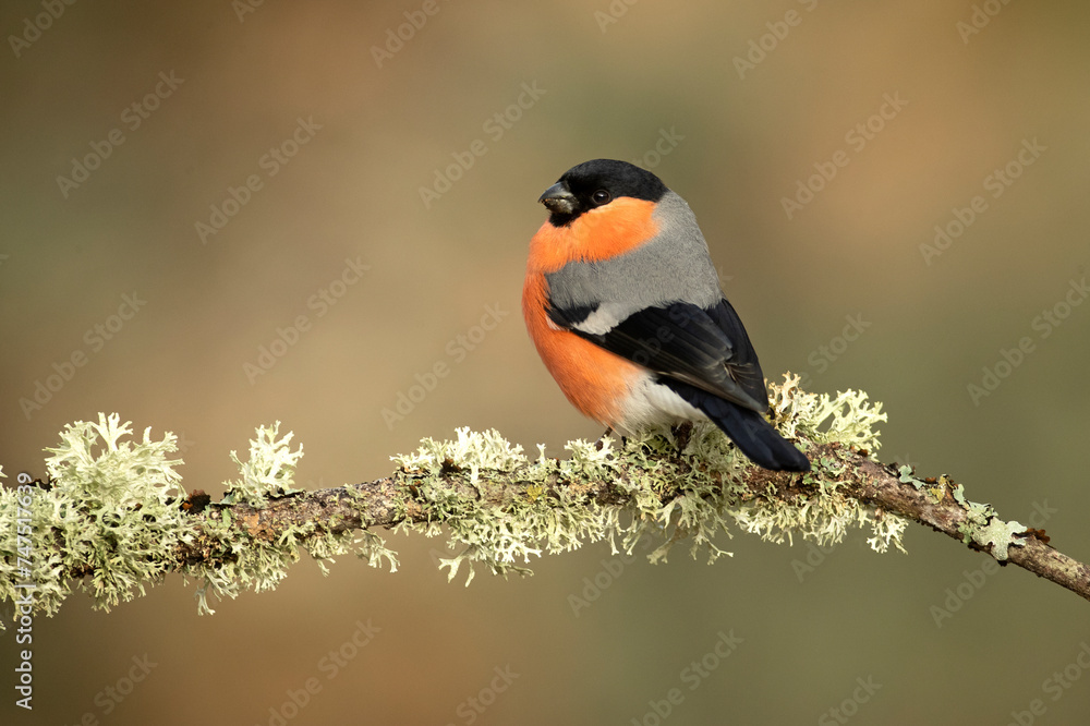 Fototapeta premium Eurasian bullfinch male in a Eurosiberian forest of oak, beech and pine trees at first light of day