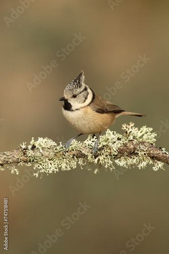 Crested tit in a Mediterranean oak and pine forest at first light of day