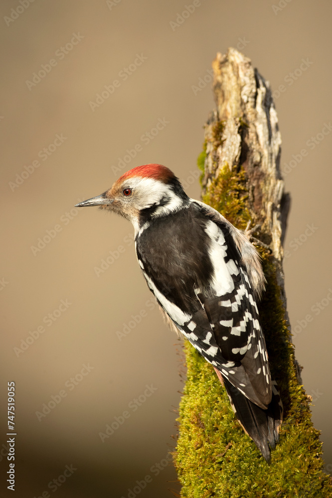Middle spotted woodpecker in a Eurosiberian oak and beech forest in the first morning light of a cold January day Middle spotted woodpecker in a Eurosiberian oak and beech forest in the first morning light of a cold January day
