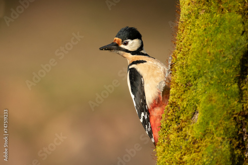 Female Great spotted woodpecker on the trunk of an oak tree within a Euro-Siberian beech and oak forest with the last light of the day