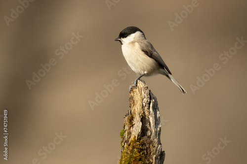 Marsh Tit in a Euro-Siberian oak and beech forest in the first morning light of a cold January day