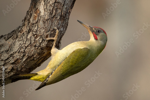 Green woodpecker male on the trunk of a beech tree in late afternoon light in an oak and beech forest on a cold winter day