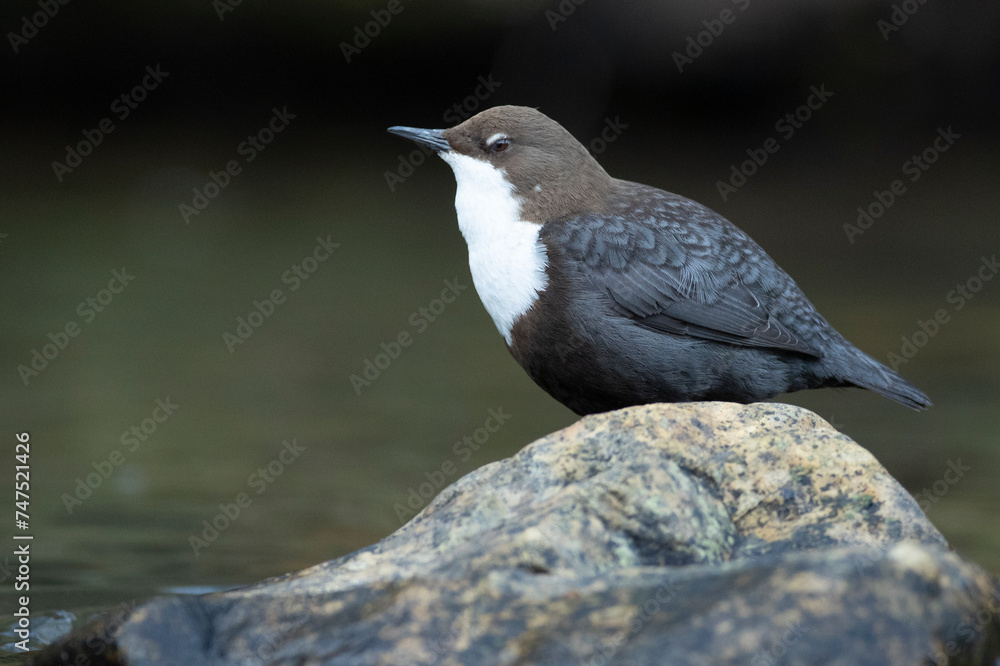 Dipper male in a mountain river before the sun rises in the mating season waiting for the female Dipper male in a mountain river before the sun rises in the mating season waiting for the female