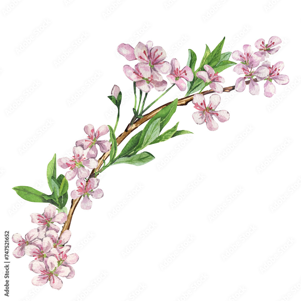 Watercolor branch with spring flowers. Spring flora clipart for graphic resources. Colorful hand drawn botanical illustration isolated on transparent.
