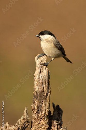 Marsh tit in a Euro-Siberian forest of oak, beech and pine with the last light of the afternoon