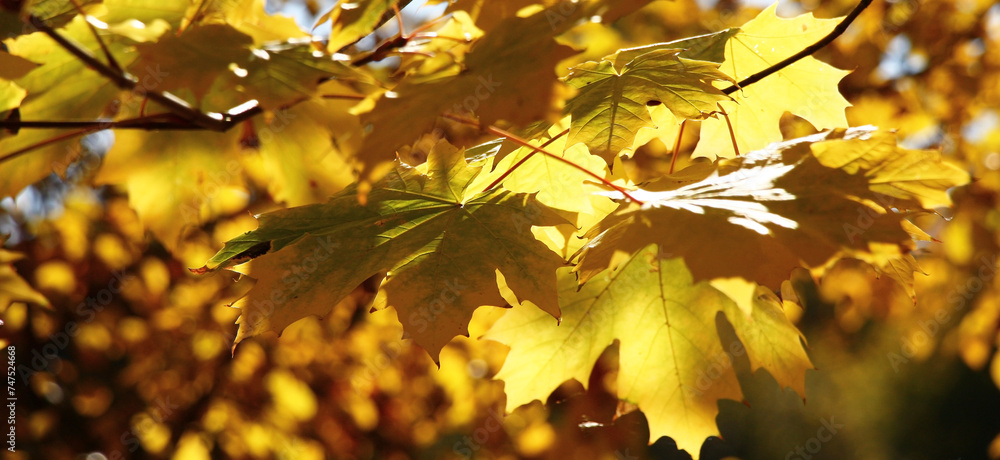 Sunny october day. Indian summer. The maple is decorated with bright golden foliage. On leaves play of light and shadow. Sunny october day. Indian summer. The maple is decorated with bright golden foliage. On leaves play of light and shadow.