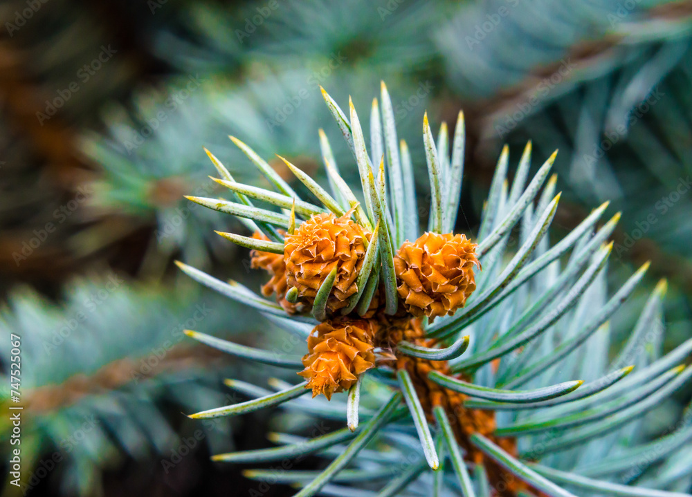 branches of spruce with green needles macro closeup branches of spruce with green needles macro closeup