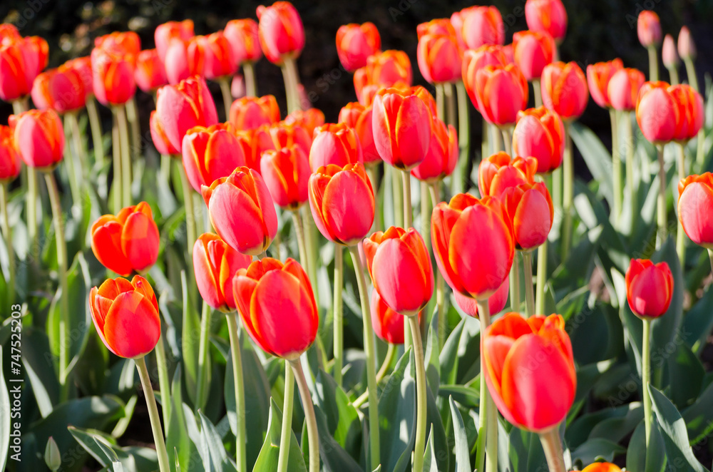 big flower bed with tulips close up big flower bed with tulips close up