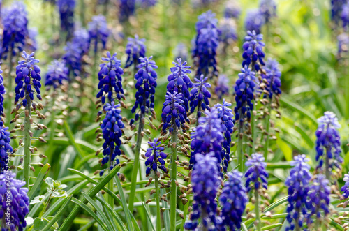 blue flowers of Mouse hyacinthe Muscari plant