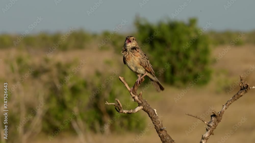 Mirafra hypermetra - Riesenlerche - Vogel, Kenia, Afrika Mirafra hypermetra - Riesenlerche - Vogel, Kenia, Afrika