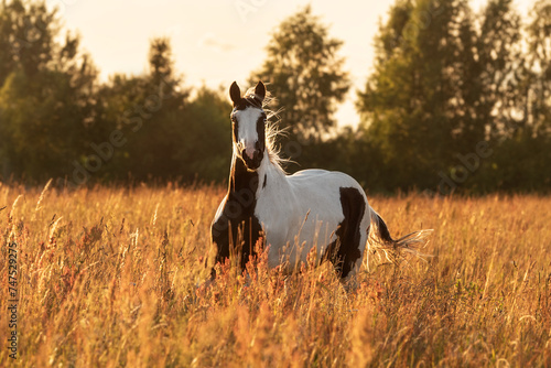 American paint horse running at sunset in summer photo