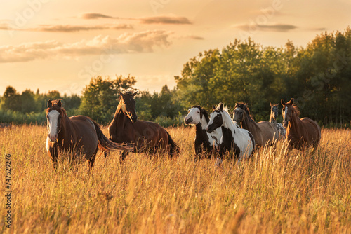 Herd of horses running at sunset in summer