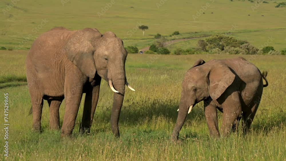 Elefantenmutter mit Baby in Kenia, Afrika Elefantenmutter mit Baby in Kenia, Afrika