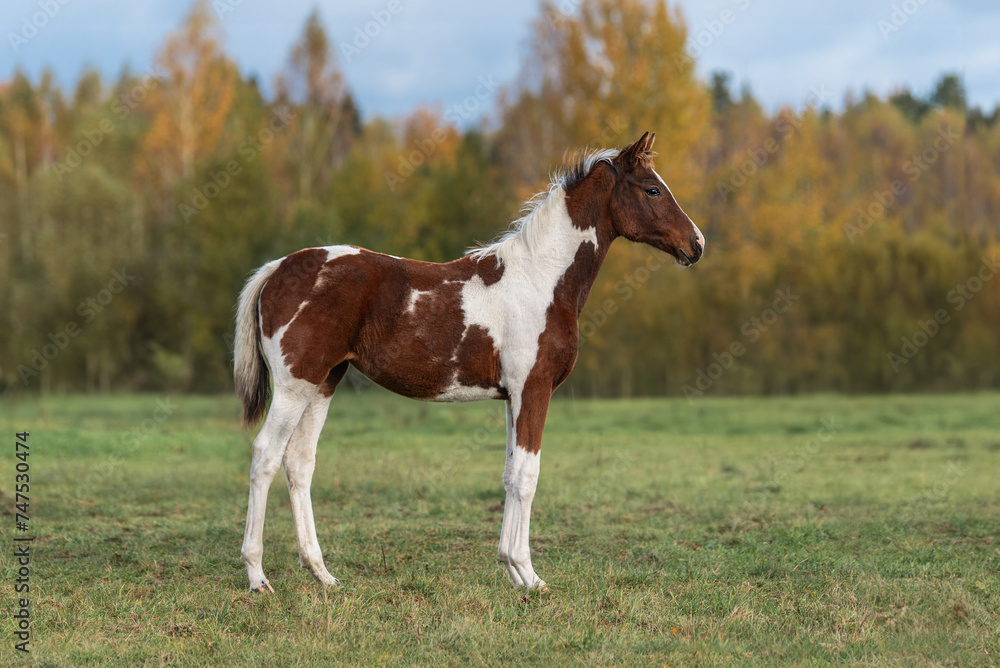 Pinto color foal in autumn