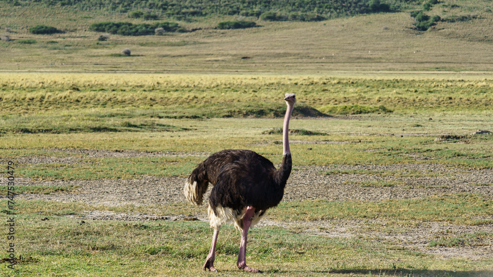 Naklejka premium ostrich Ngorongoro crater national park Africa Tanzania
