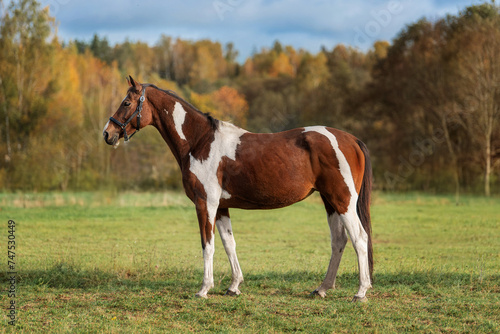 Pinto color mare in autumn