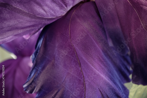 Artificial Crepe Paper Flowers. Big Petals of Iris Flower. Purple Background. Selective Focus.