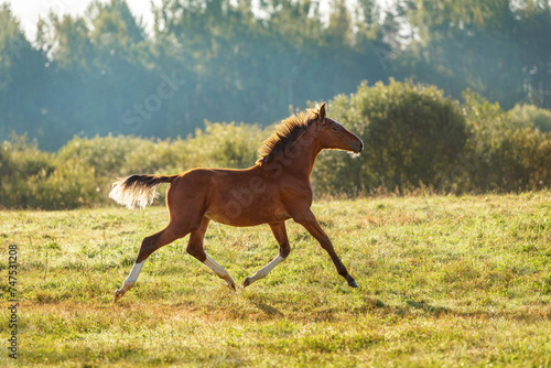 Happy foal running in the field on autumn morning