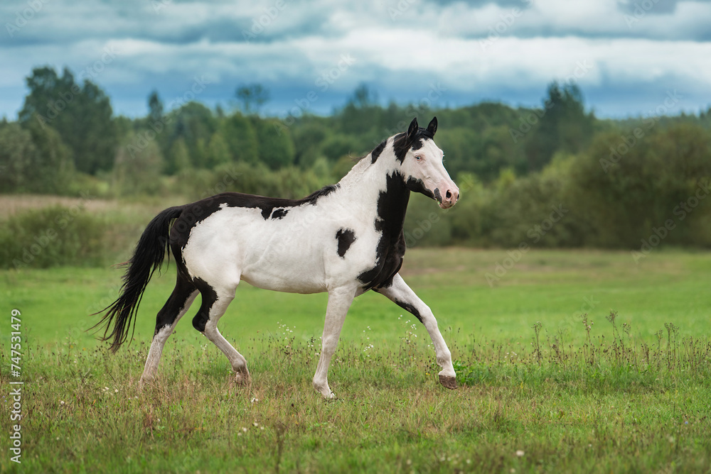 Beautiful overo paint horse running in the field in summer Beautiful overo paint horse running in the field in summer