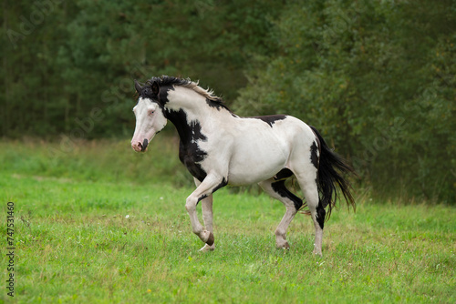 Beautiful overo paint horse running in the field in summer photo