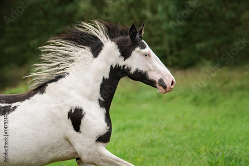 Beautiful overo paint horse running in summer