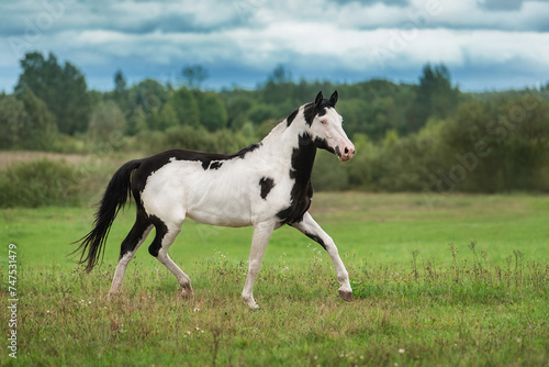 Beautiful overo paint horse running in the field in summer