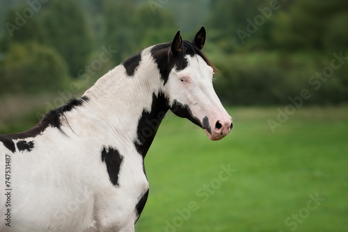 Beautiful overo paint horse in summer photo