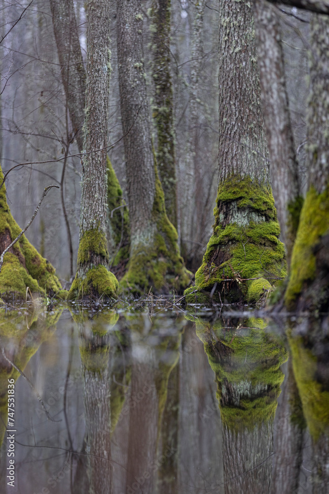 A swamp during an overcast winter day with trees covered in thick green moss standing in the cold water. Nr.3 A swamp during an overcast winter day with trees covered in thick green moss standing in the cold water. Nr.3