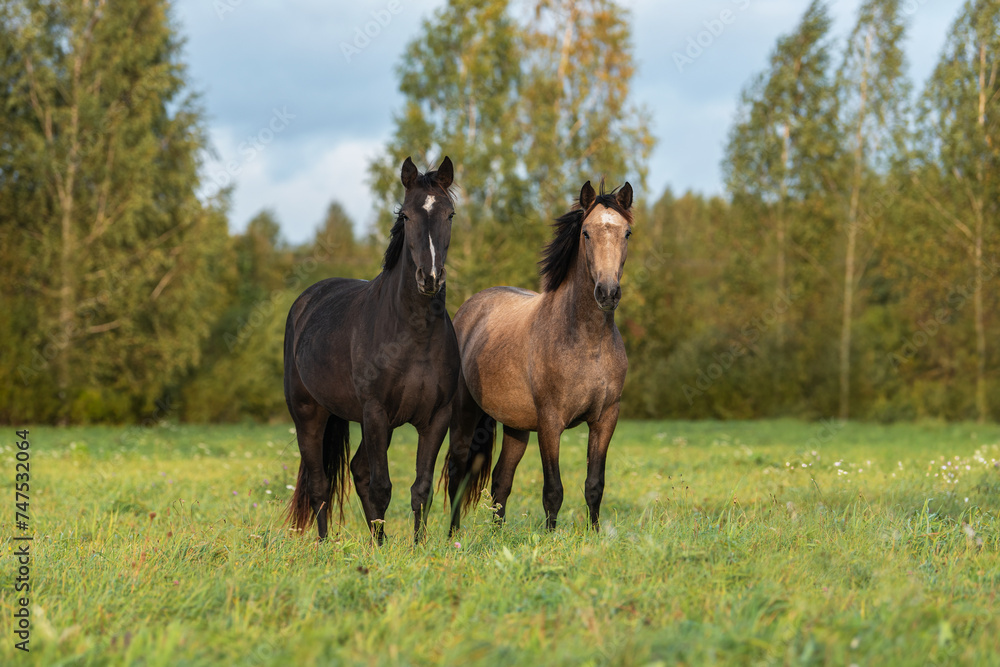 Two young horses standing together