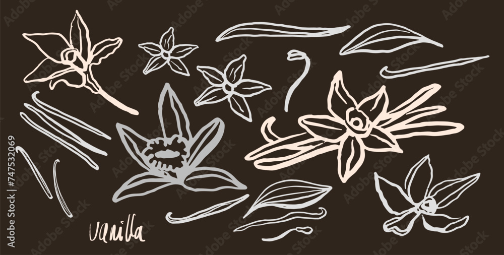 Fototapeta premium Isolated vector set of vanilla. Monichrome. Vanilla sticks, vanilla flower and pods. Aroma, food. Hand drawn. Vector hand drawn illustration of orchid Flower and pods on isolated background.