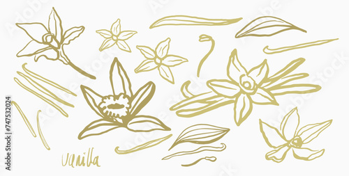 Isolated vector set of vanilla. Vanilla sticks, vanilla flower and pods. Aroma, food. Hand drawn. Vector hand drawn illustration of orchid Flower and pods on isolated background.