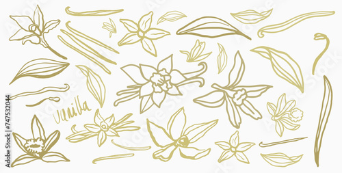 Isolated vector set of vanilla. Vanilla sticks, vanilla flower and pods. Aroma, food. Hand drawn. Vector hand drawn illustration of orchid Flower and pods on isolated background.
