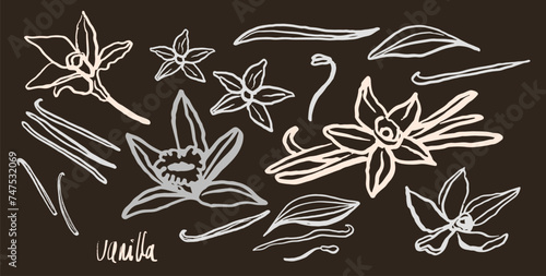 Isolated vector set of vanilla. Monichrome. Vanilla sticks, vanilla flower and pods. Aroma, food. Hand drawn. Vector hand drawn illustration of orchid Flower and pods on isolated background.