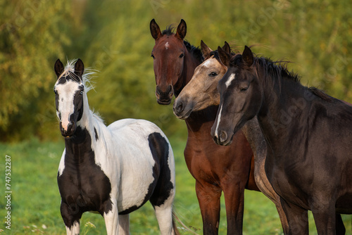 Four young horses standing together
