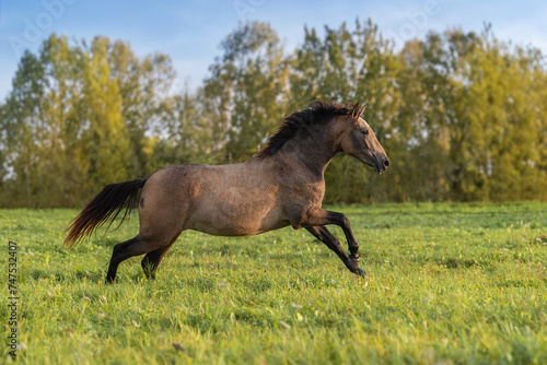 Young andalusian horse running in the field in summer