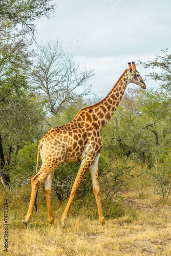 giraffe in the savannah  kruger national park  south africa