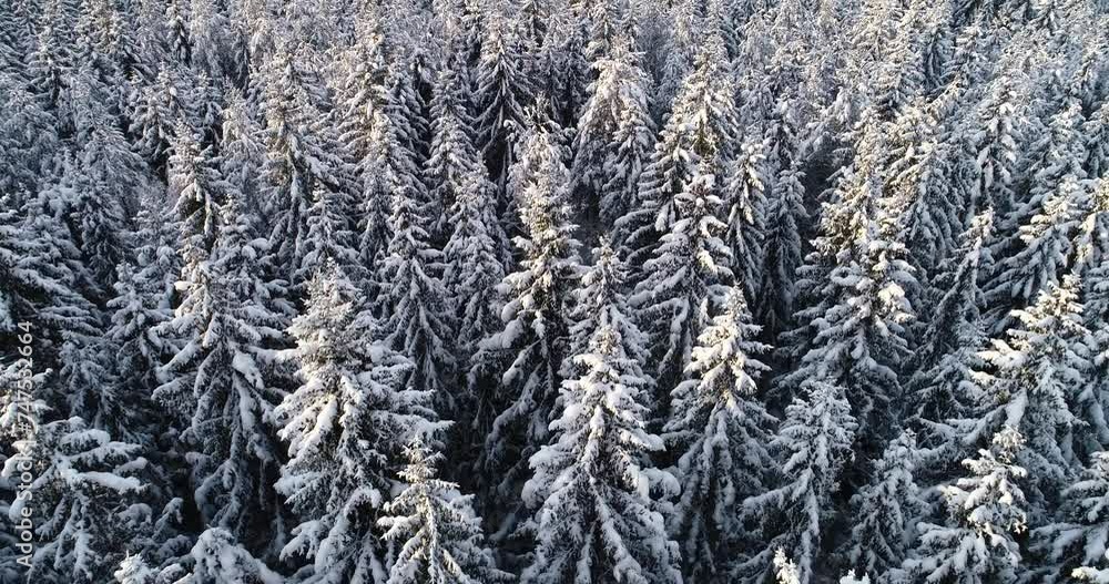 Moving over tall Spruce trees covered with thick snow on a winter morning in rural Estonia, Northern Europe Moving over tall Spruce trees covered with thick snow on a winter morning in rural Estonia, Northern Europe