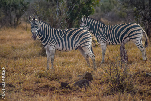 zebra in the savannah  kruger national park  south africa