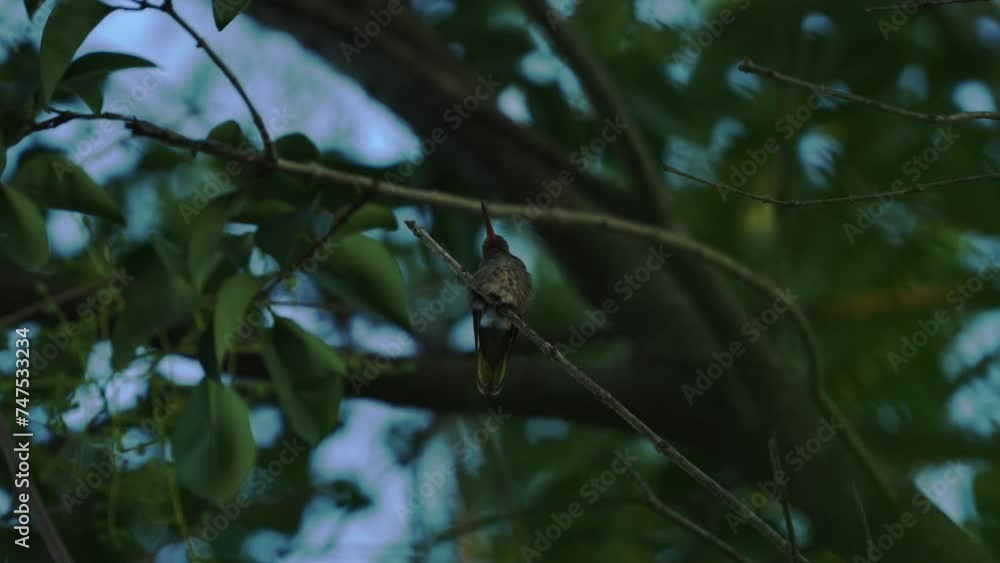 Natural Tranquility: Hummingbird Resting Serenely on a Branch Natural Tranquility: Hummingbird Resting Serenely on a Branch