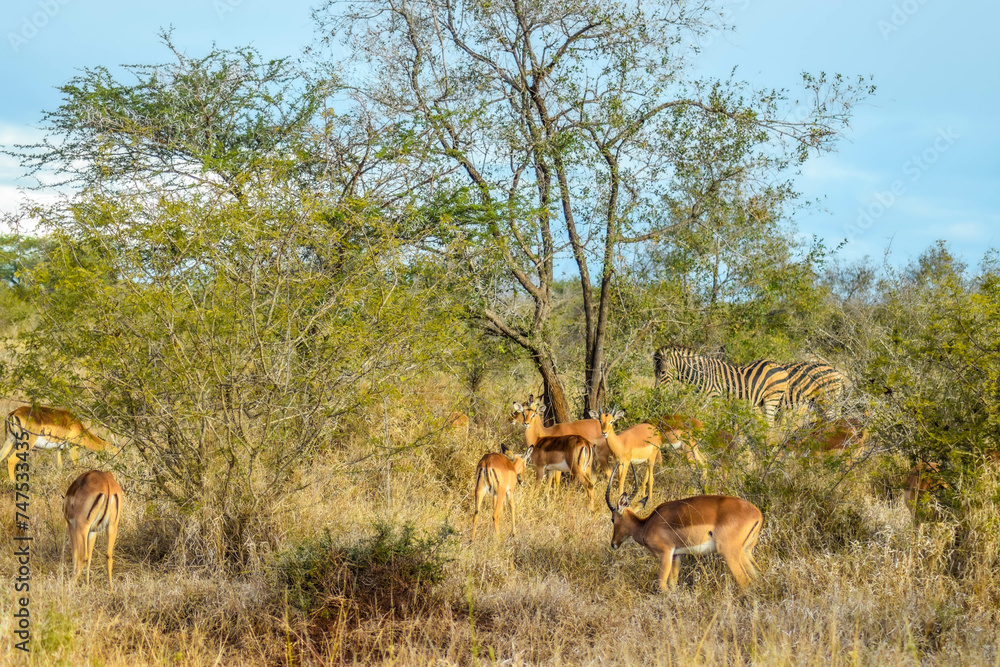 impala in the savannah, kruger national park, south africa impala in the savannah, kruger national park, south africa