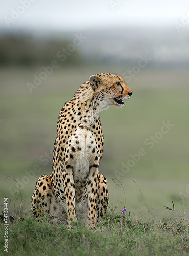 female cheetah sitting watching her prey in the savannah