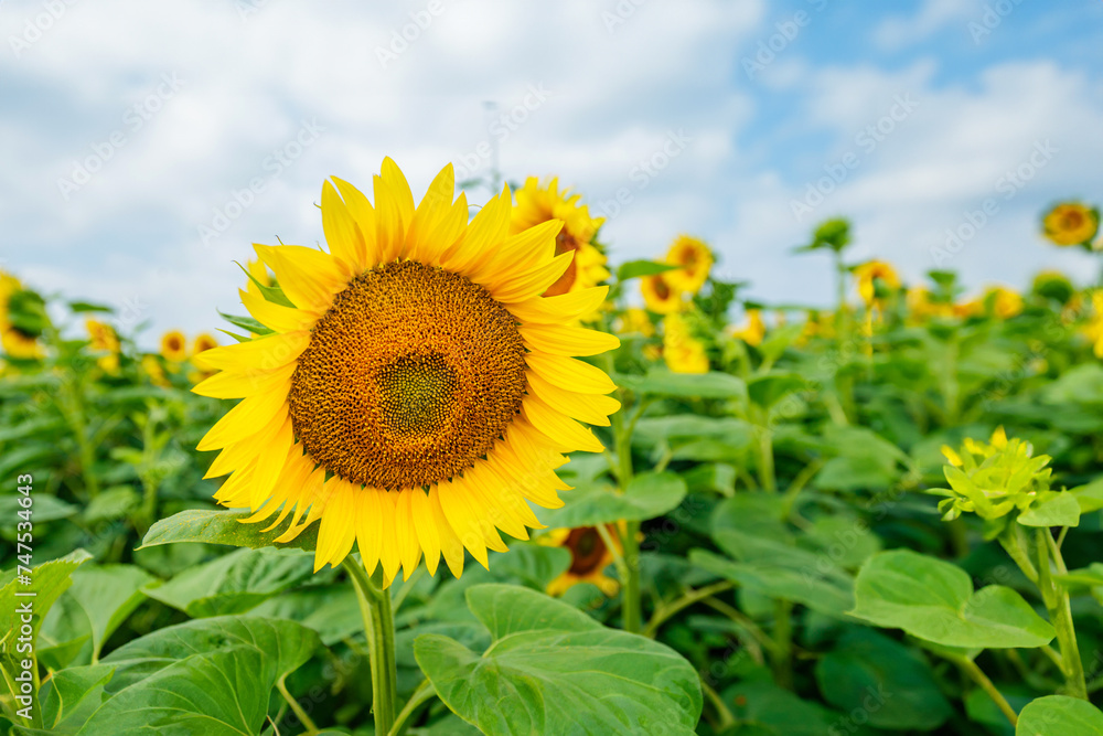 Summer landscape with a field of sunflowers, bathed in golden sunlight, showcasing the beauty of nature and rural agriculture.