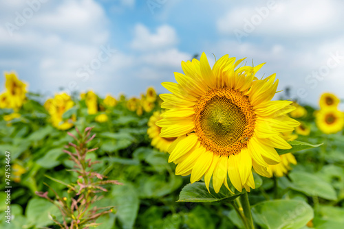 Vibrant summer landscape with a breathtaking sunflower field bathed in golden sunlight  creating a beautiful rural scene against a backdrop of clear blue skies.
