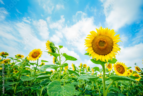 Vibrant summer landscape with a breathtaking sunflower field bathed in golden sunlight  creating a beautiful rural scene against a backdrop of clear blue skies.