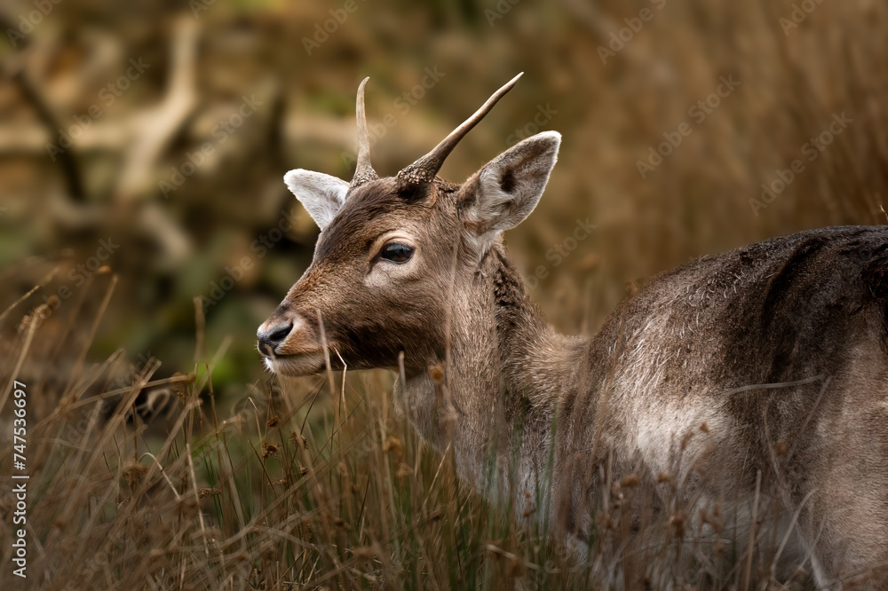 Ein majestätisches Reh steht ruhig in einem idyllischen Waldlichtung. Das sanfte Sonnenlicht streichelt sein Fell, während es die friedliche Naturkulisse genießt. Ein majestätisches Reh steht ruhig in einem idyllischen Waldlichtung. Das sanfte Sonnenlicht streichelt sein Fell, während es die friedliche Naturkulisse genießt.